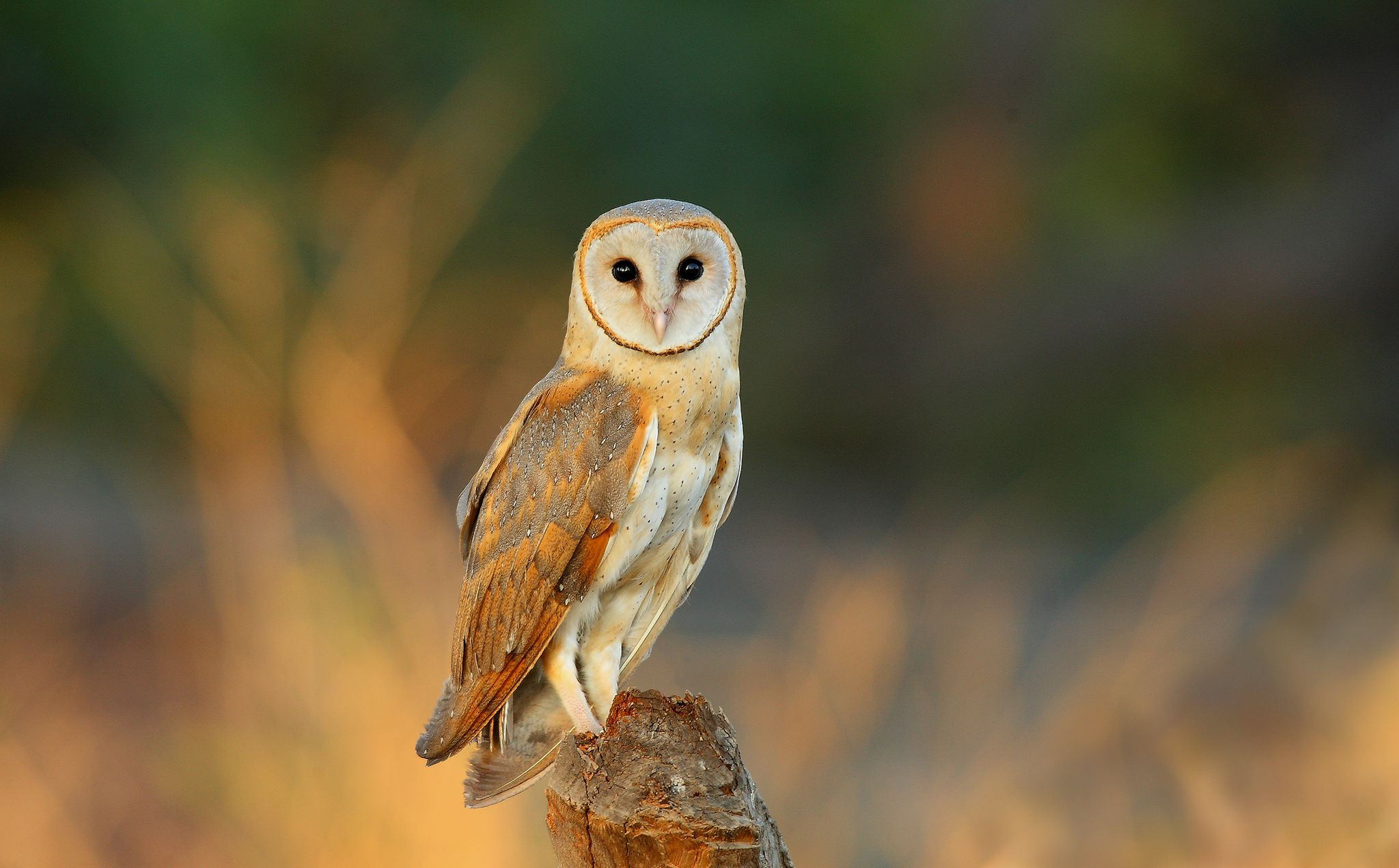 Barn owl | The UP Garden